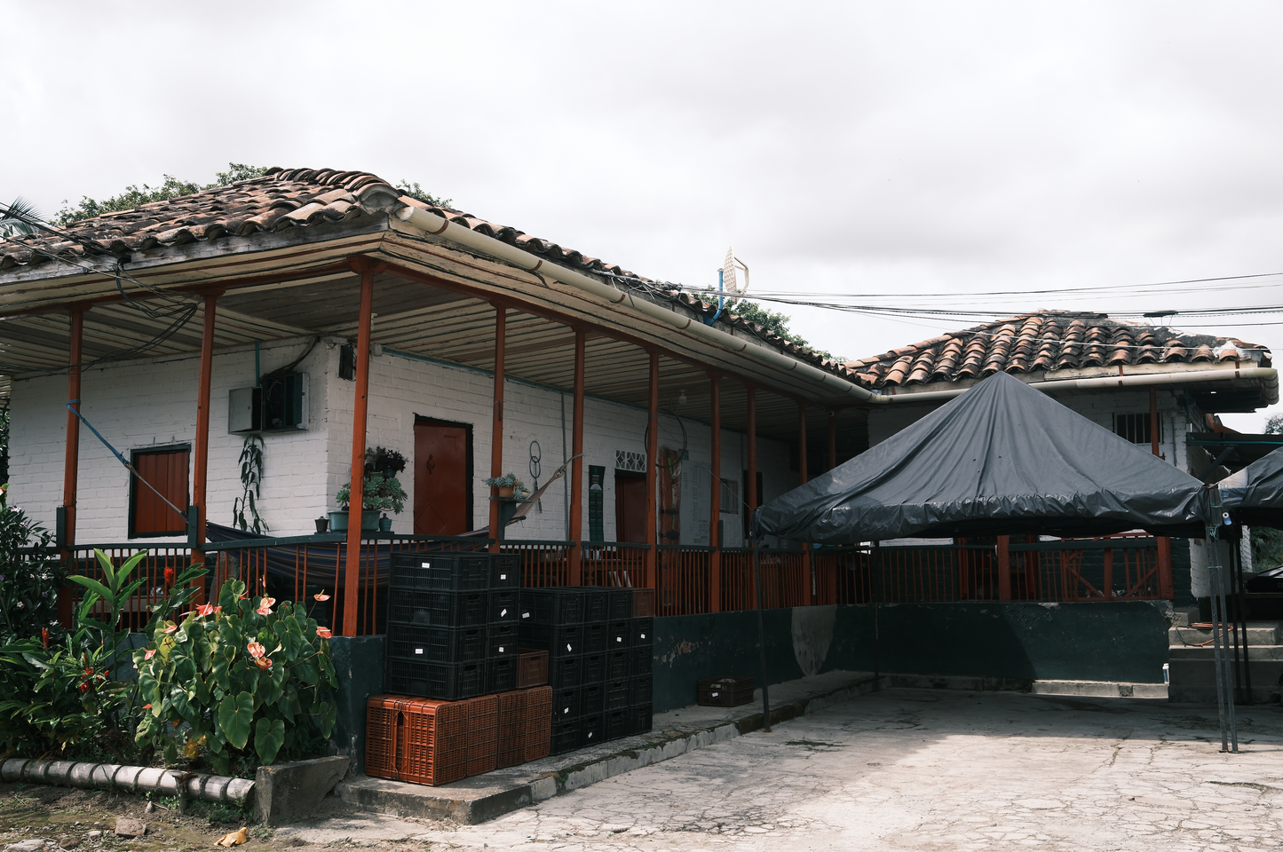 PREORDER: Jairo Arcila | Natural Sidra