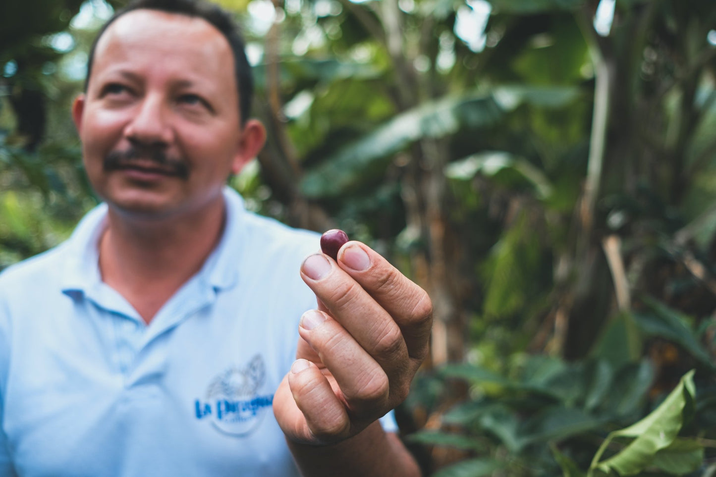 Alexander Vargas | Natural Pink Bourbon - Coffee Embassy