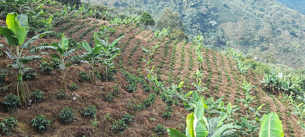 Cesar Buesaquillo | Natural Pink Bourbon - Coffee Embassy