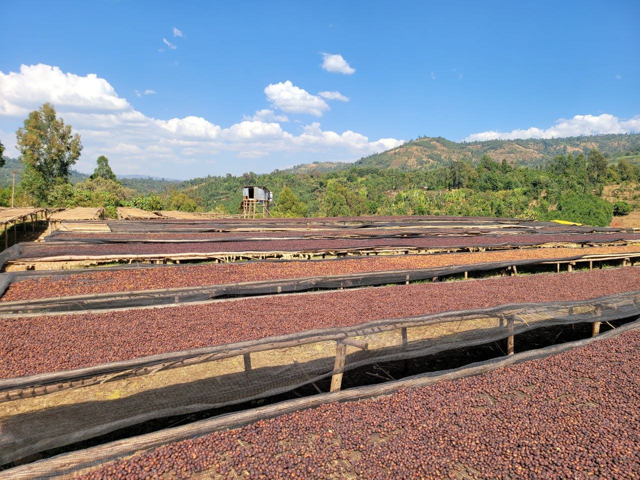 Hatiso | Ethiopia Natural - Coffee Embassy