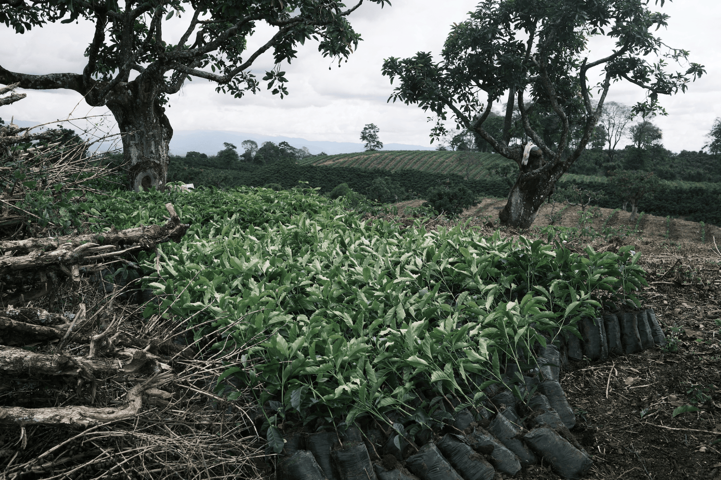 Jairo Arcila - Coffee Embassy