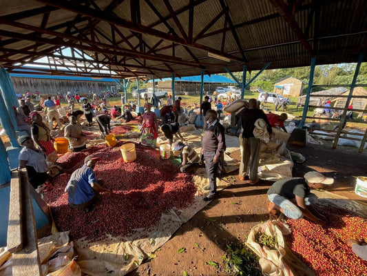 Karimikui AA | Kenya Washed - Coffee Embassy