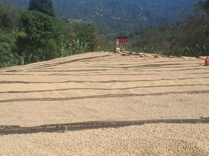 Urabeast - Coffee Embassy