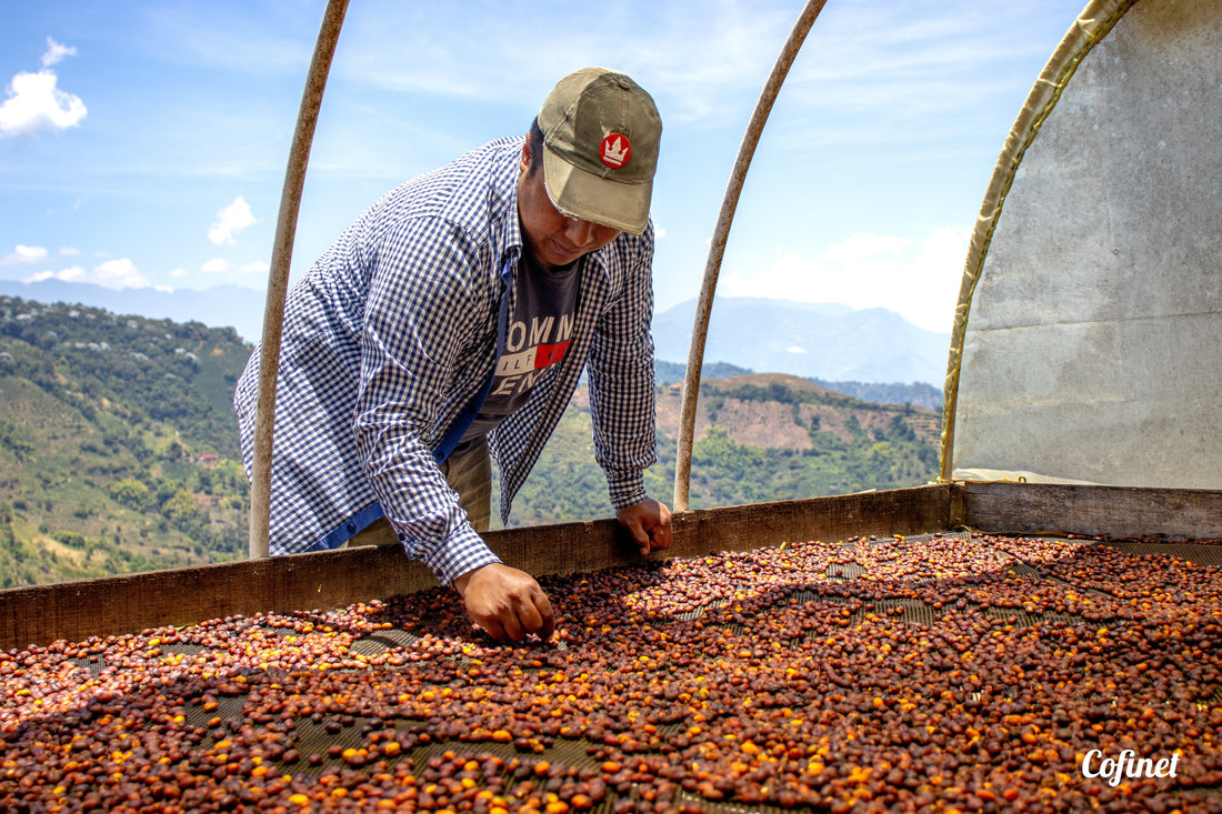 Cesar Buesaquillo, our latest exotic coffee release