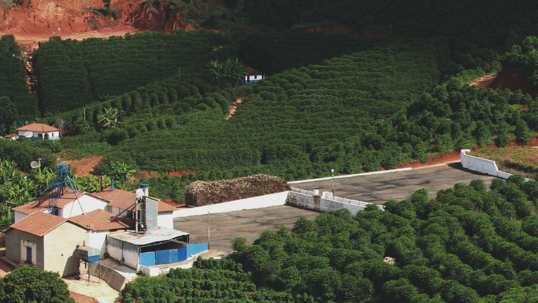 An Update from the Roastery | The Future of Better Coffee - Coffee Embassy