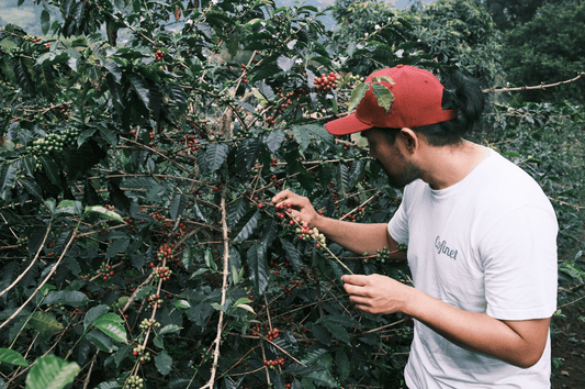 Colombia | Field Notes & Reflections - Coffee Embassy