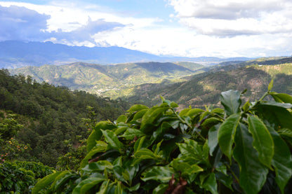 Los Pinos | Single Origin Espresso