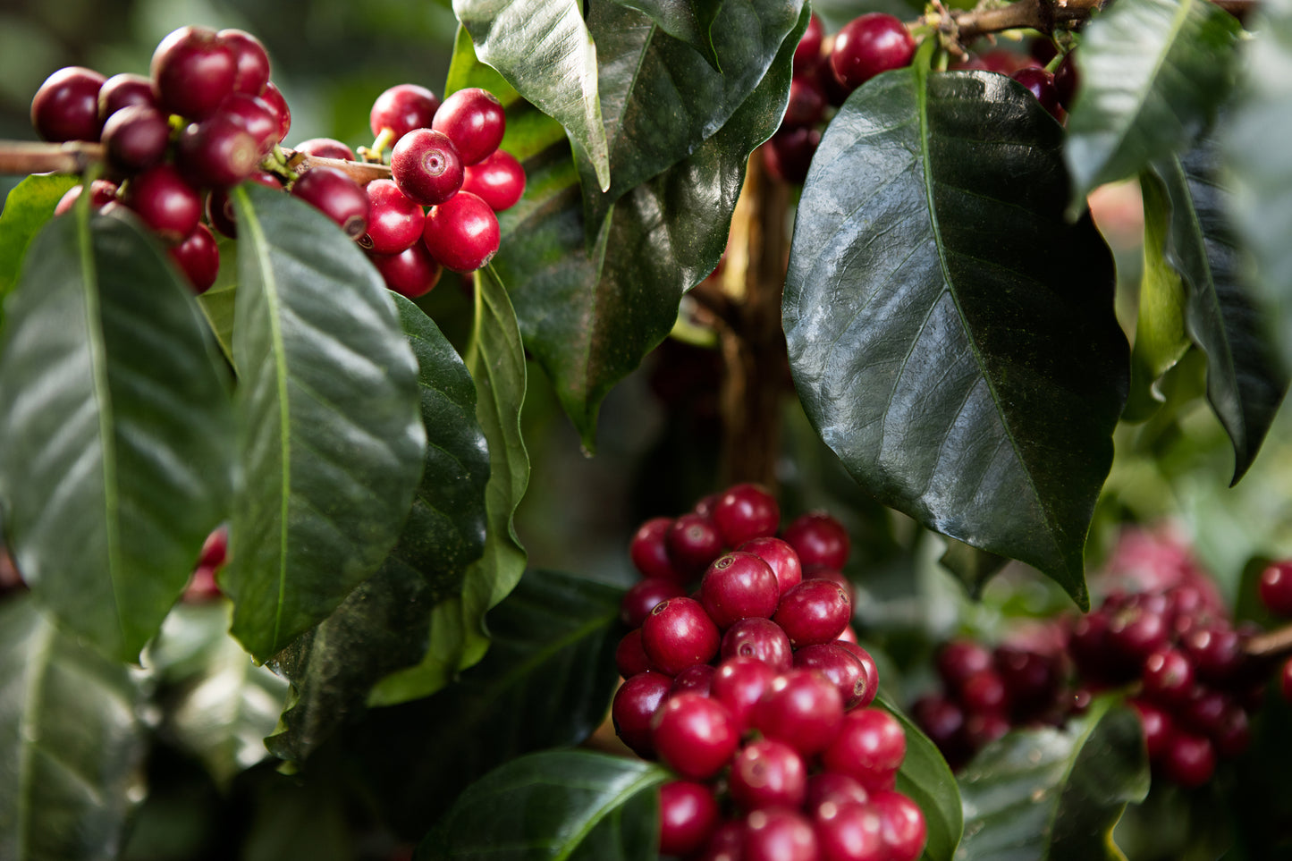 Los Pinos | Single Origin Espresso