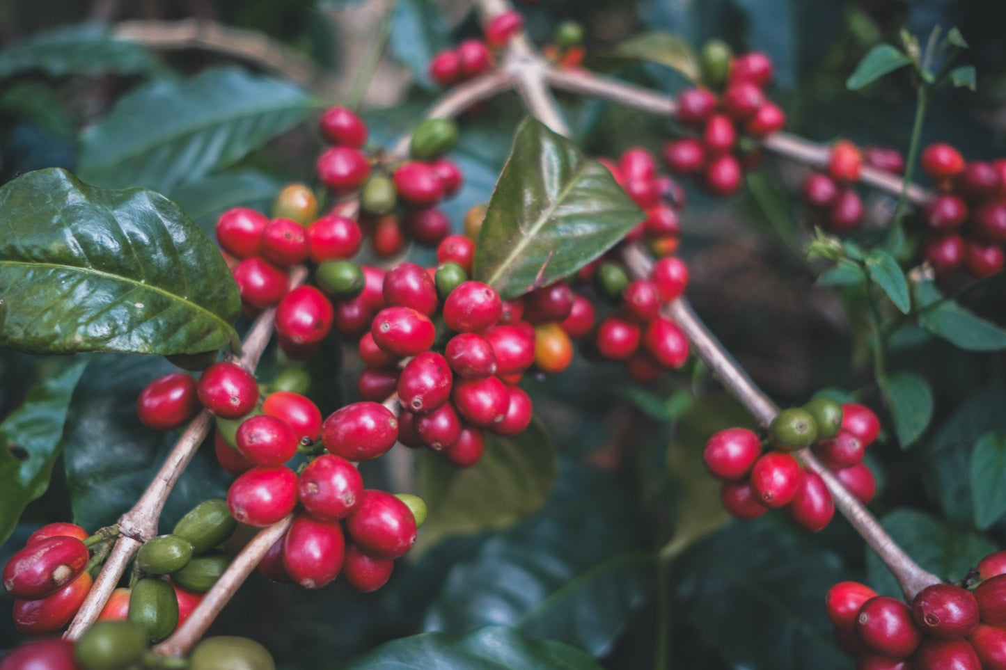 Alexander Vargas | Natural Pink Bourbon - Coffee Embassy