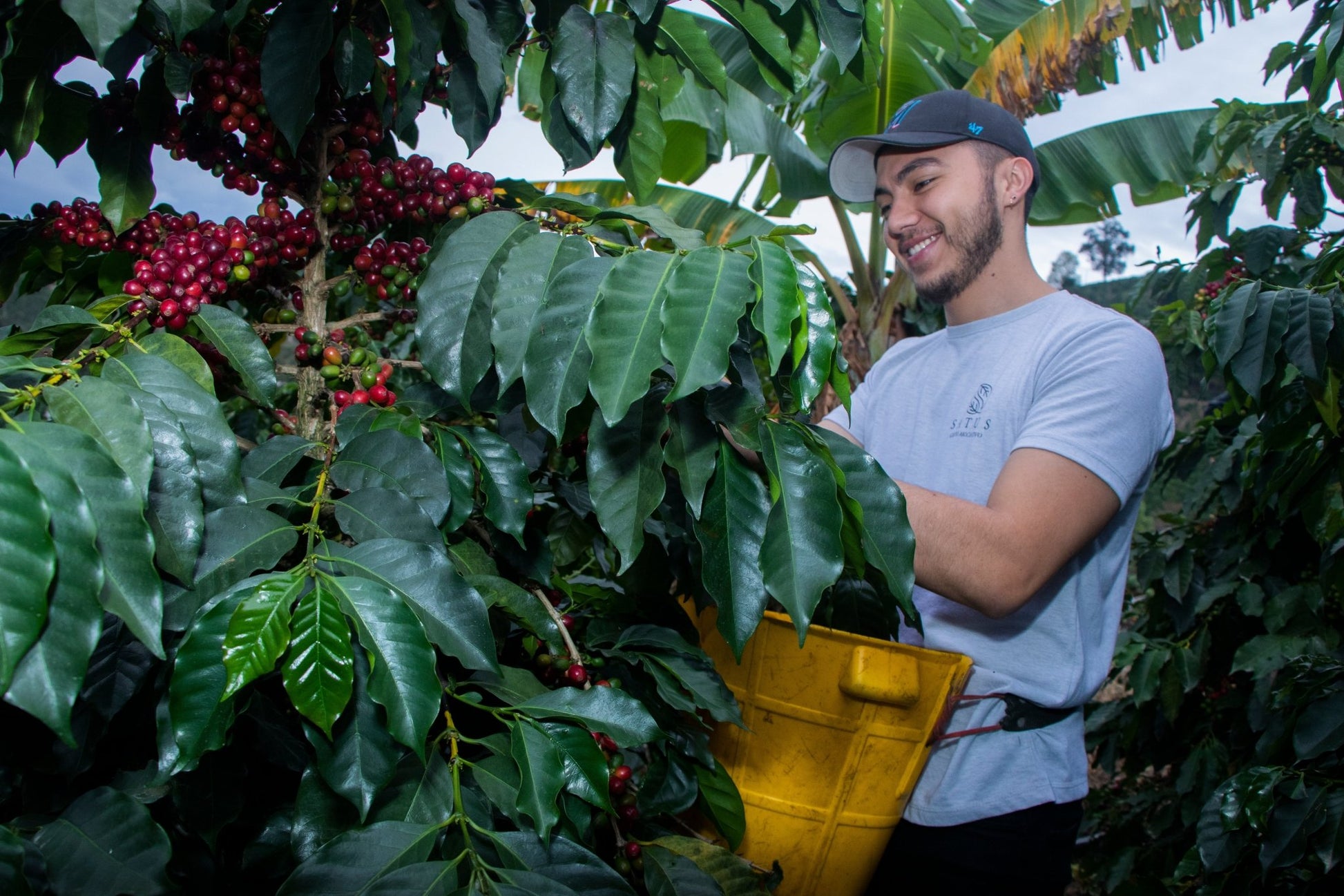 Brayan Smith | Colombia Washed Gesha - Coffee Embassy
