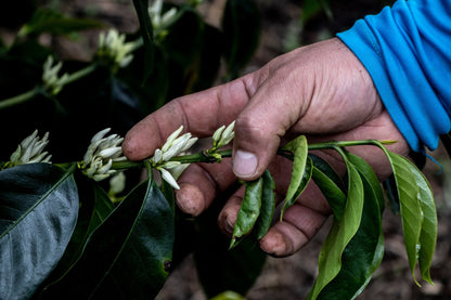 Brayan Smith | Colombia Washed Gesha - Coffee Embassy