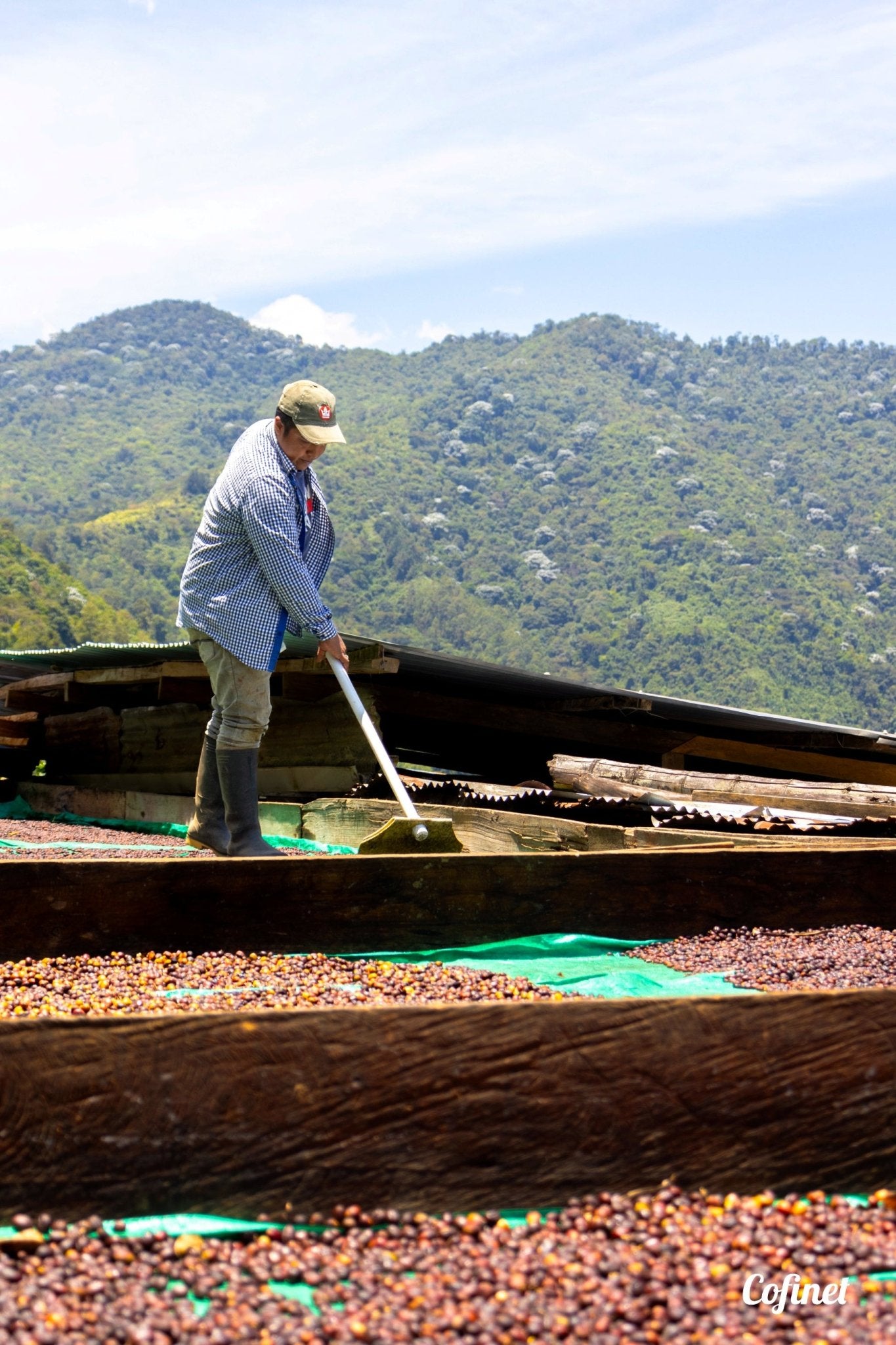 Cesar Buesaquillo | Natural Chiroso - Coffee Embassy