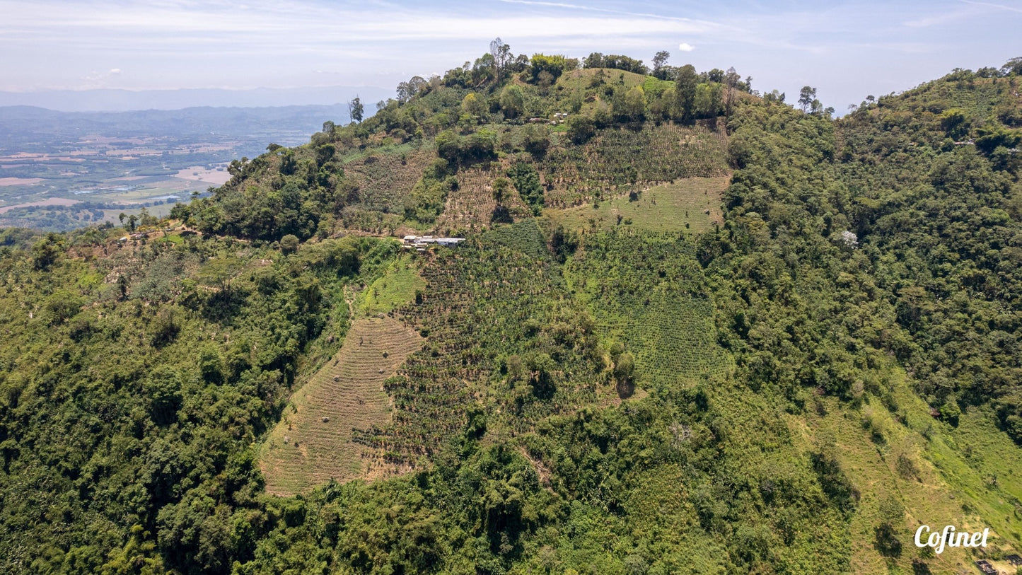 Cesar Buesaquillo | Natural Chiroso - Coffee Embassy