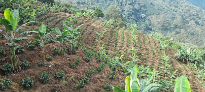 Cesar Buesaquillo | Natural Pink Bourbon - Coffee Embassy