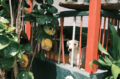 Jairo Arcila - Coffee Embassy