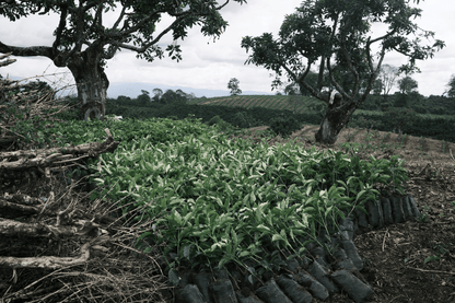 Jairo Arcila - Coffee Embassy