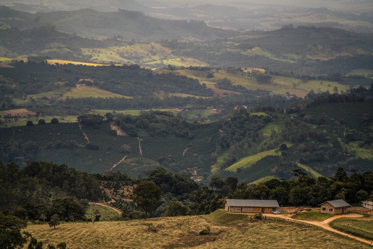 João Hamilton | Natural Brazil - Coffee Embassy