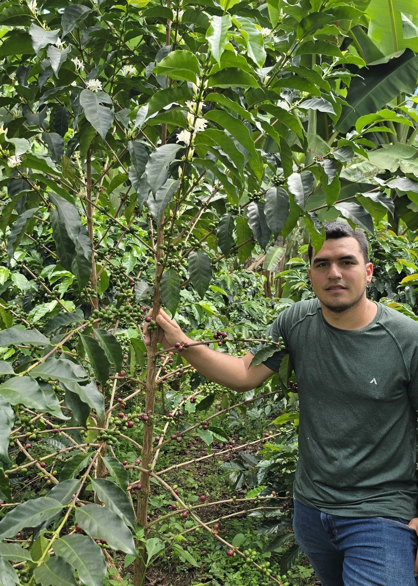 John Wilmer | Natural Pacamara - Coffee Embassy