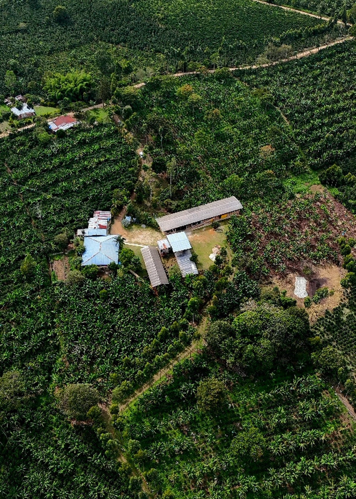 John Wilmer | Natural Pacamara - Coffee Embassy