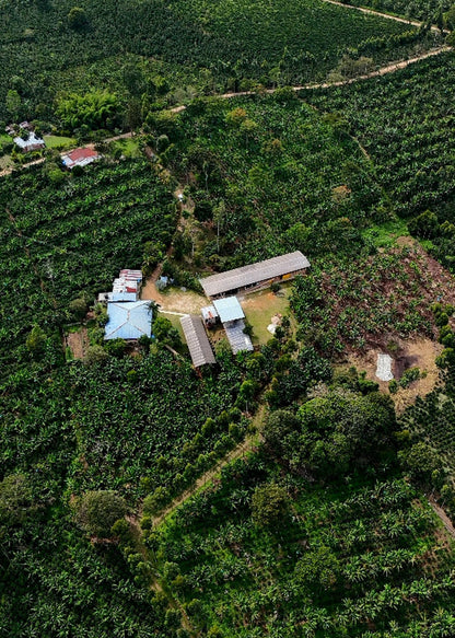 John Wilmer | Natural Pacamara - Coffee Embassy