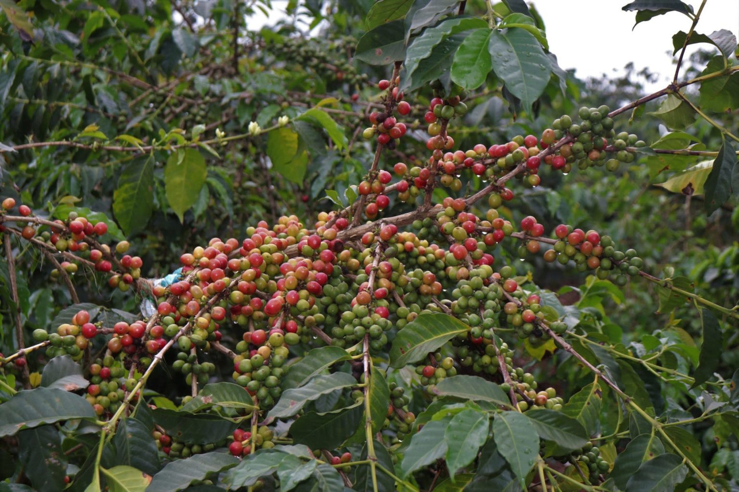 Kaliluni AA