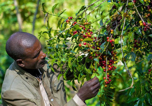 Konga | Ethiopia Washed - Coffee Embassy