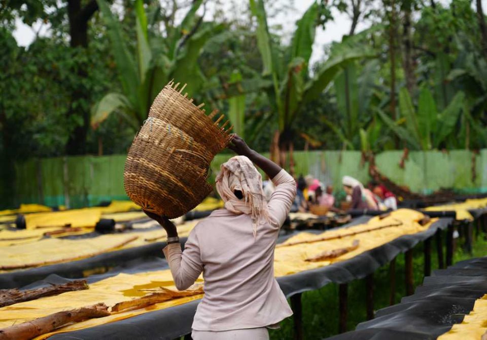 Konga | Ethiopia Washed - Coffee Embassy