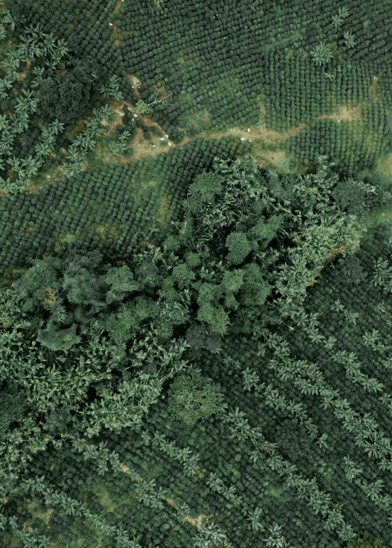 Sebastián Ramírez | Honey Pink Bourbon - Coffee Embassy