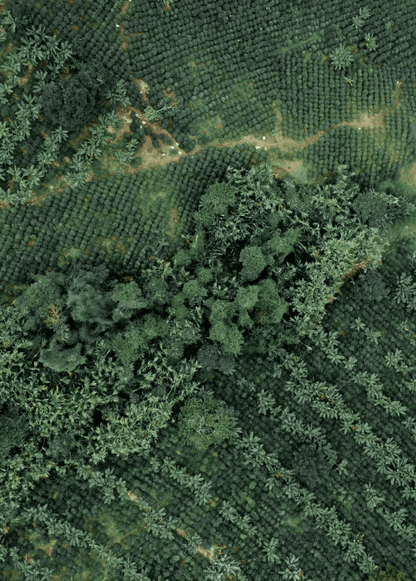 Sebastián Ramírez | Honey Pink Bourbon - Coffee Embassy