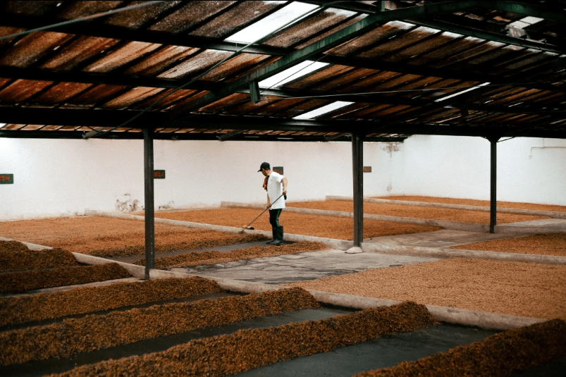 Sebastián Ramírez | Honey Pink Bourbon - Coffee Embassy