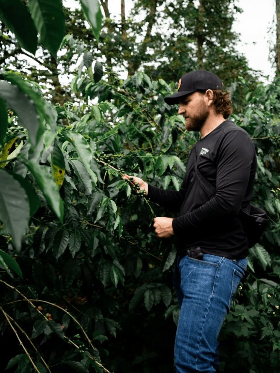 Sebastián Ramírez | Honey Pink Bourbon - Coffee Embassy