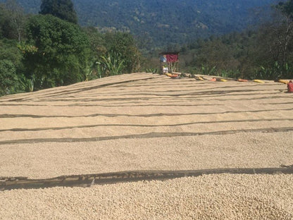 Urabeast - Coffee Embassy